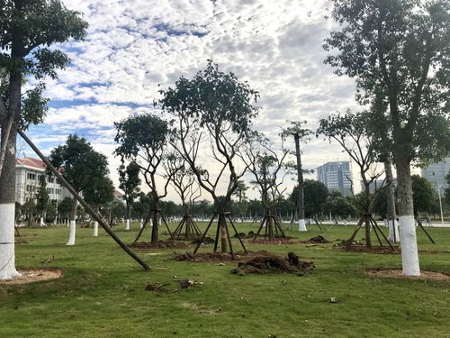 以奮斗之姿 育生態(tài)之美——翔安校區(qū)圓滿完成會展片區(qū)苗木移植工作紀實